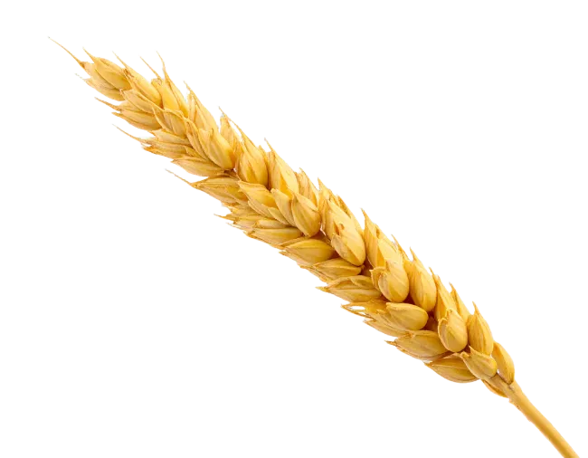 Ripe Wheat Ear Isolated