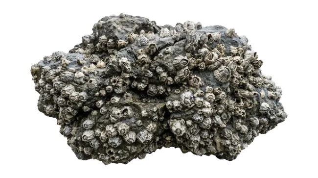 Rock covered in small barnacles