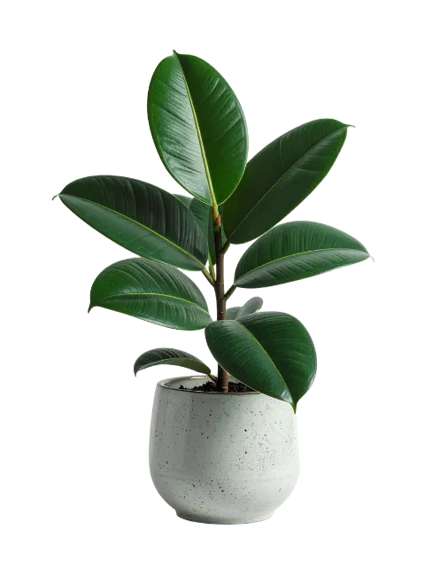 Rubber Plant in Ceramic Pot