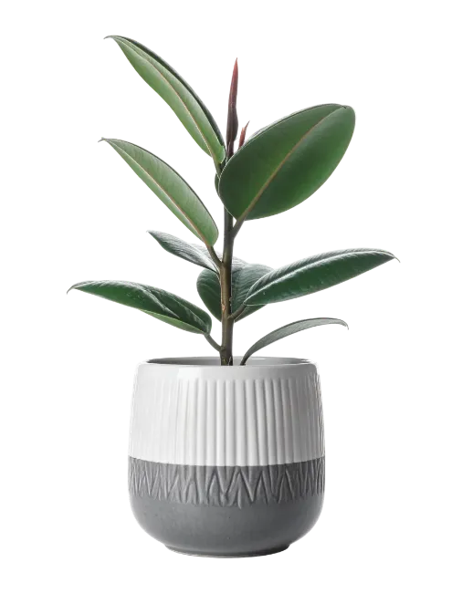 Rubber Plant in Ceramic Pot
