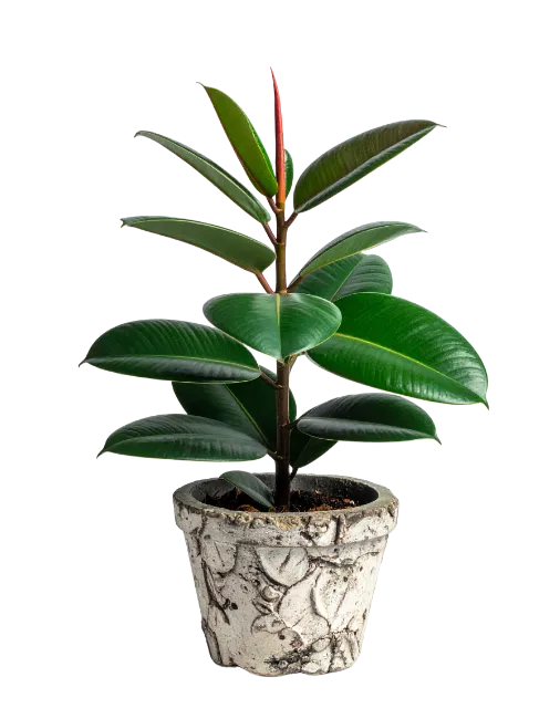Rubber Plant in Pot