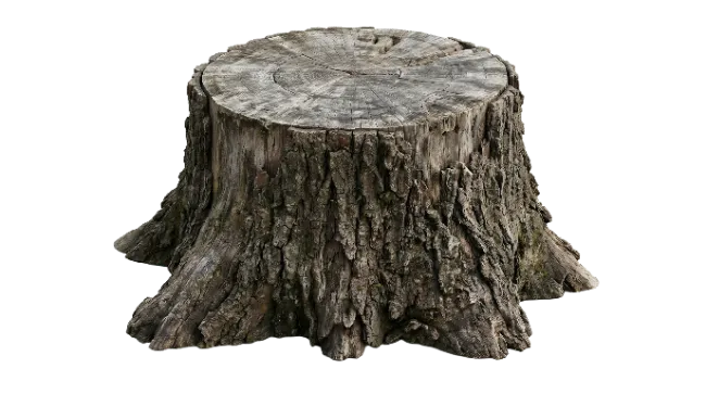 Rustic Tree Stump Cut Wood Log