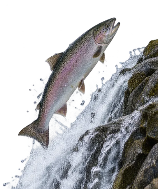 Salmon jumping up waterfall