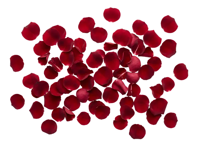 Scattered Red Rose Petals