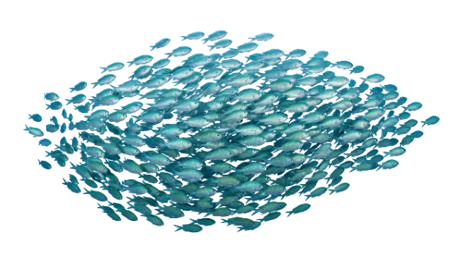 School of Blue Fish Swimming Together