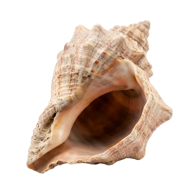 Sea Shell Conch Spiral Ocean Marine
