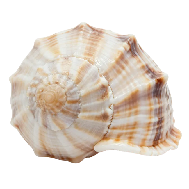 Sea Shell Spiral Pattern