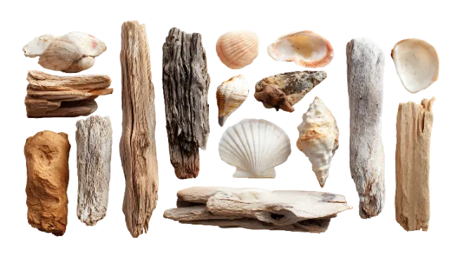 Sea Shells and Driftwood Pieces Assortment