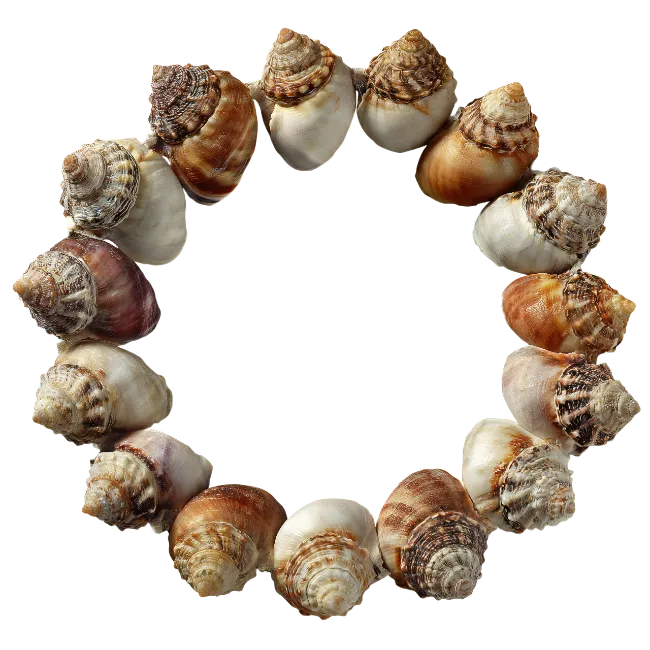 Sea Shells Arranged in a Circle