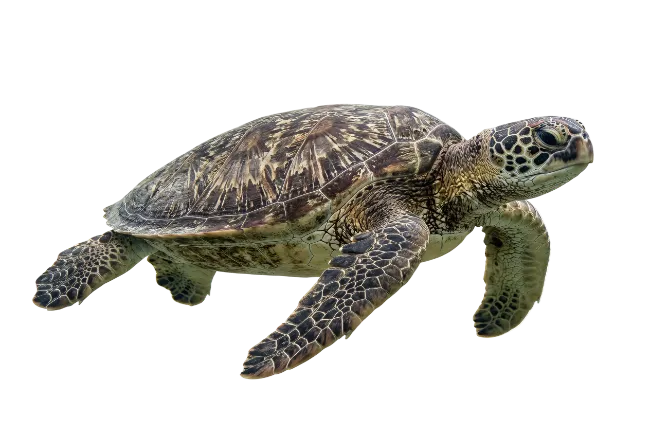 Sea Turtle Swimming