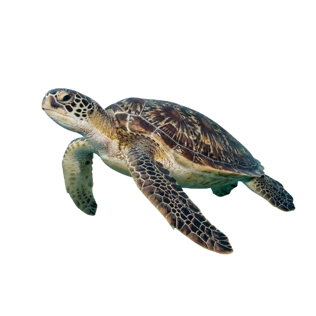 Sea Turtle Swimming Underwater