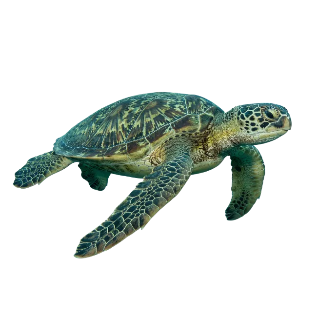 Sea Turtle Swimming Underwater