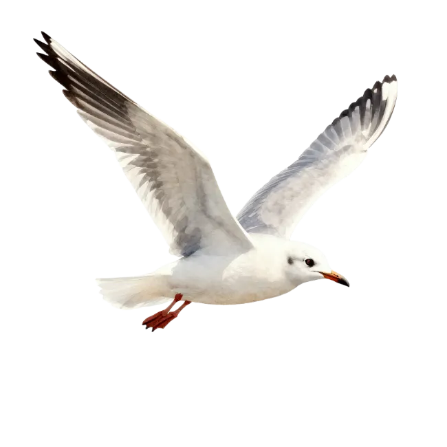 Seagull in Flight
