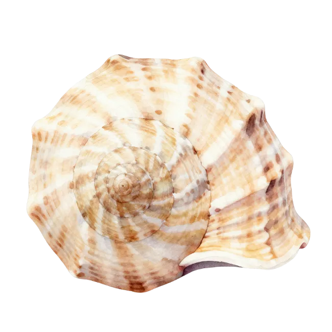 Seashell Spiral Ocean Conch Shell