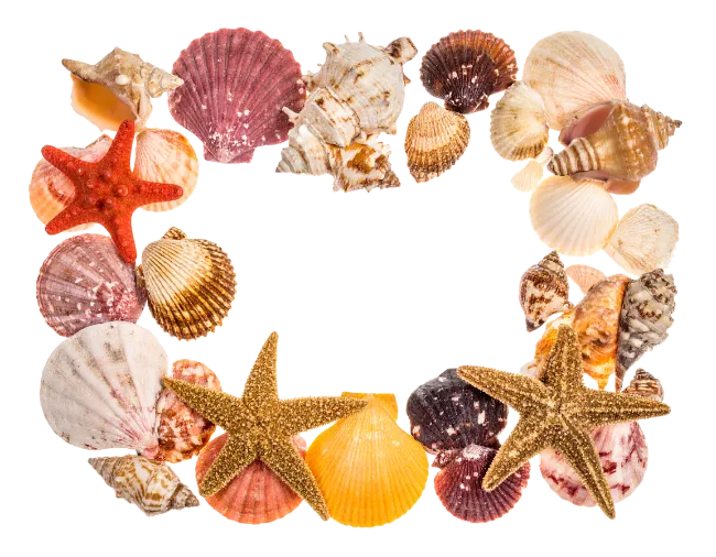Seashells and Starfish Border Frame