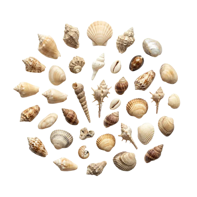 Seashells Collection