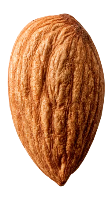 Single Almond Nut Isolated
