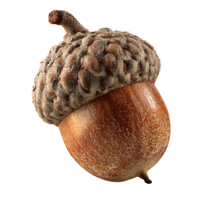 Single Brown Acorn Nut With Detailed Cap
