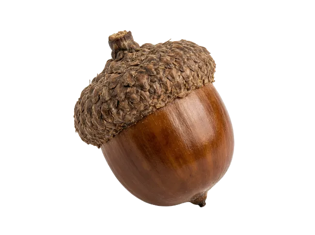 Single Brown Oak Acorn Isolated