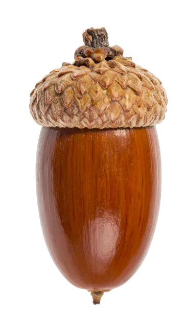 Single Brown Oak Acorn with Cap