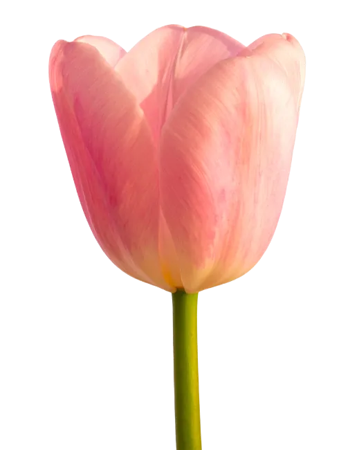 Single Light Pink Tulip Flower