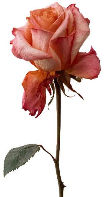 Single peach rose flower with stem and leaf