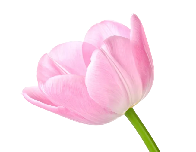 Single Pink Tulip Flower Blossom