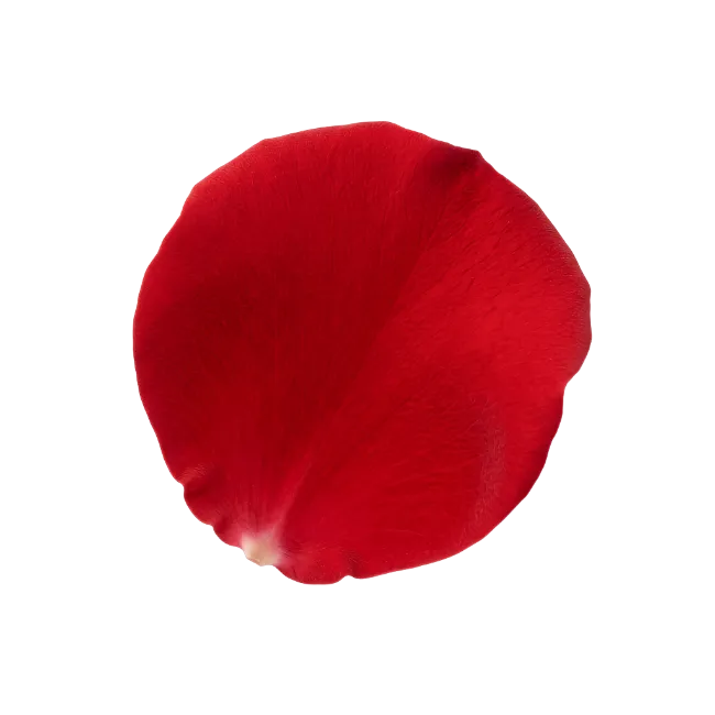 Single Red Rose Petal