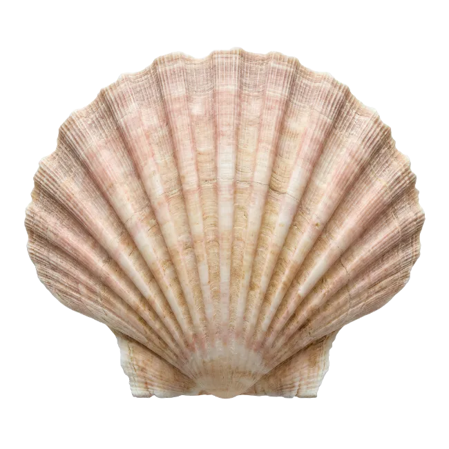 Single Scallop Seashell Isolated on Black Background