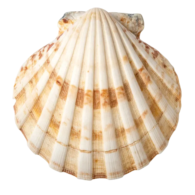 Single Scallop Seashell Isolated on White