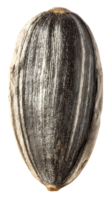 Single Sunflower Seed Close Up