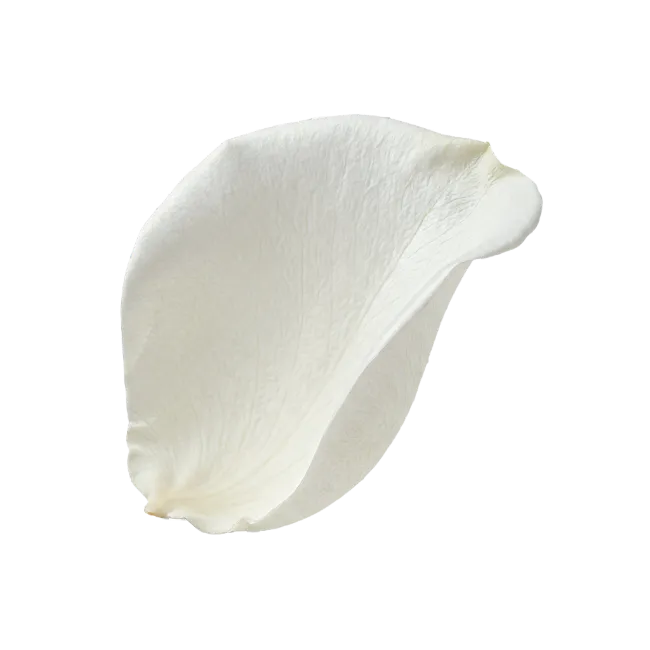 Single White Rose Petal