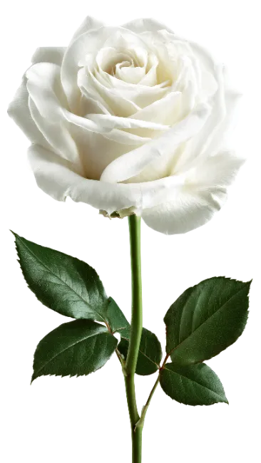 Single White Rose Stem with Green Leaves