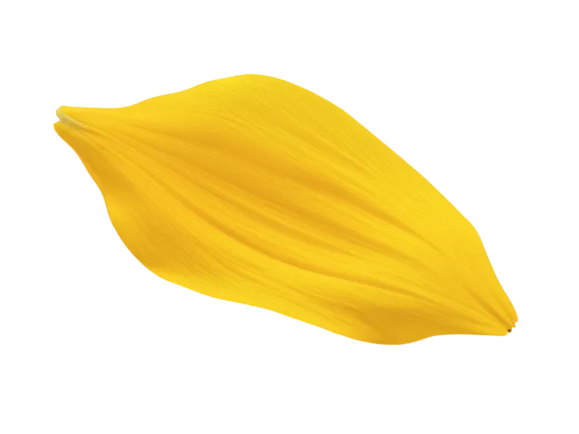 Single Yellow Flower Petal Close Up