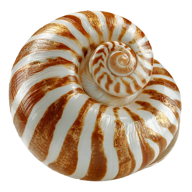 Slit Shell Seashell Nautilus Spiral