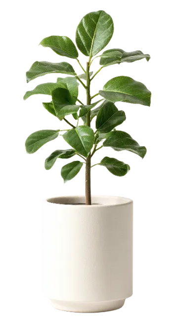 Small Ficus Plant in White Pot