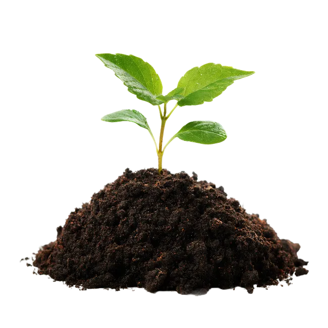 Small green plant growing from soil mound
