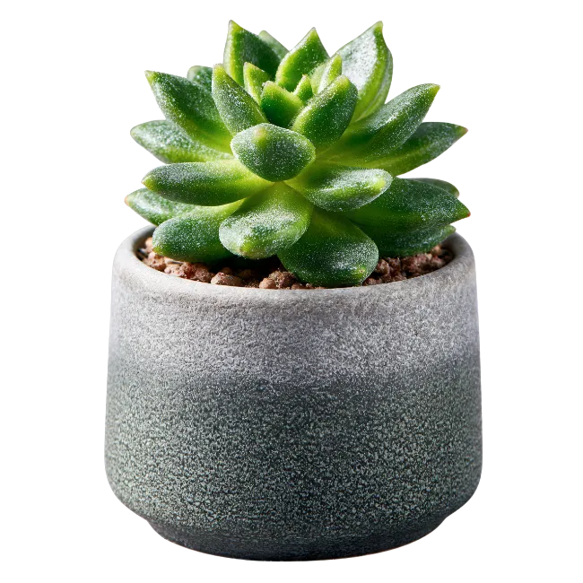 Small green succulent plant in a grey ceramic pot