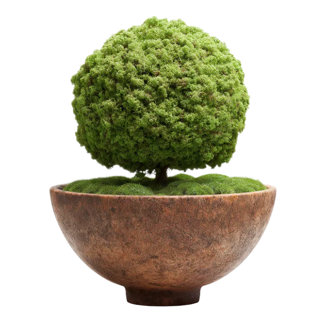 Small Spherical Bush in Ceramic Pot