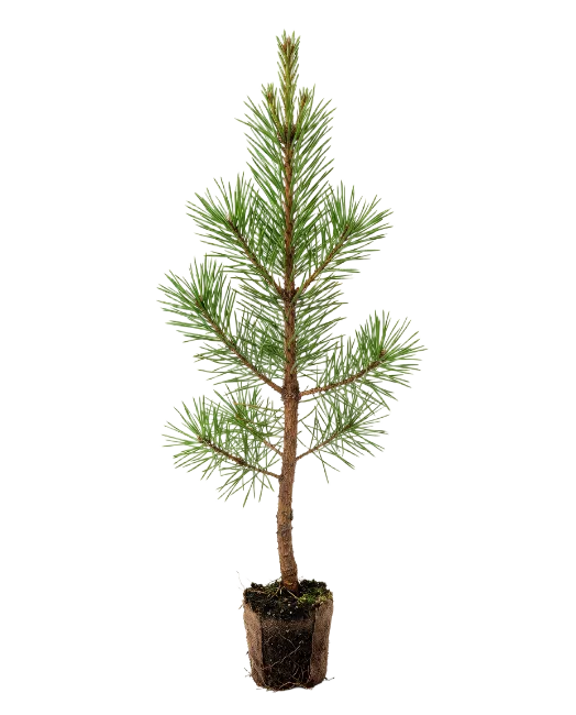 Small Young Pine Tree Sapling