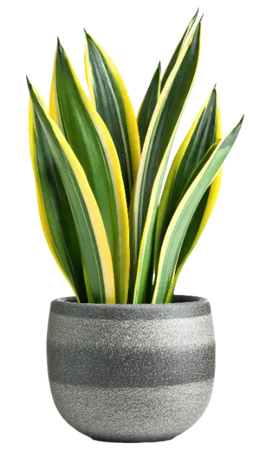 Snake Plant in Grey Pot