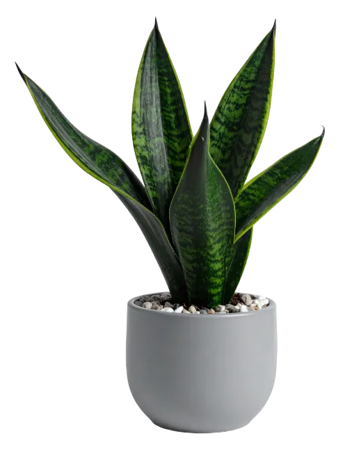 Snake Plant in Grey Pot