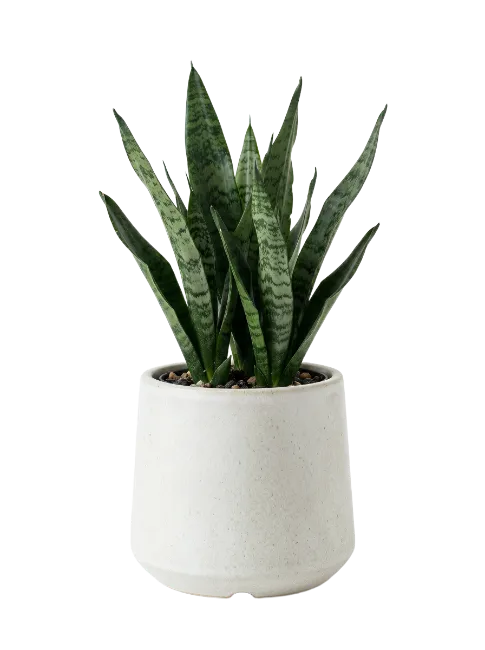 Snake Plant in White Ceramic Pot