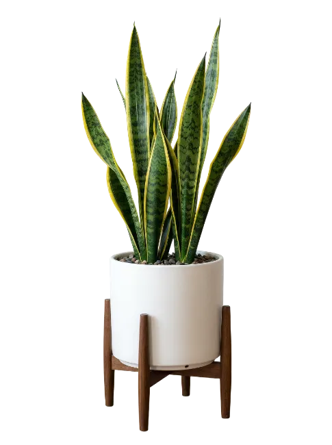 Snake Plant in White Ceramic Pot with Wooden Stand