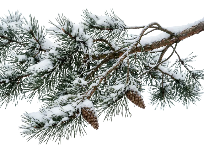 Snow Covered Pine Branch with Cones