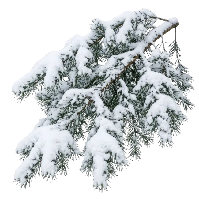 Snow Covered Pine Tree Branch