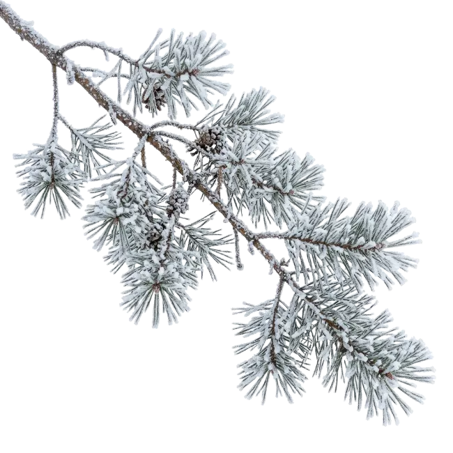 Snow Covered Pine Tree Branch