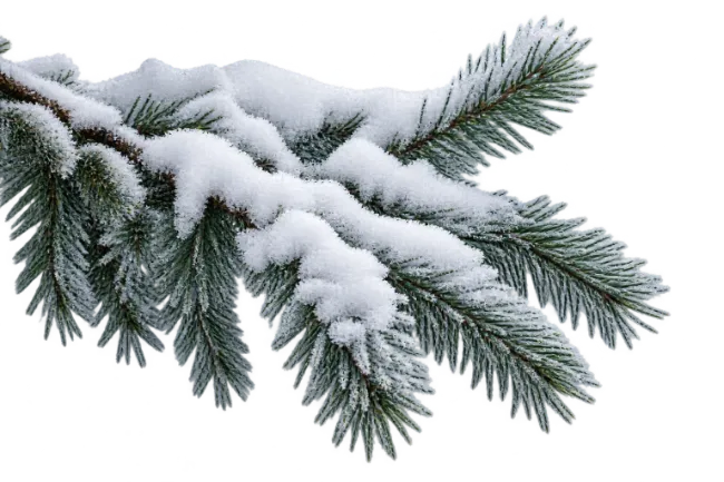 Snow Covered Pine Tree Branch in Winter