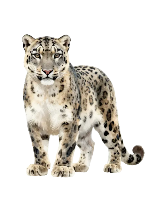 Snow Leopard Standing Full Body
