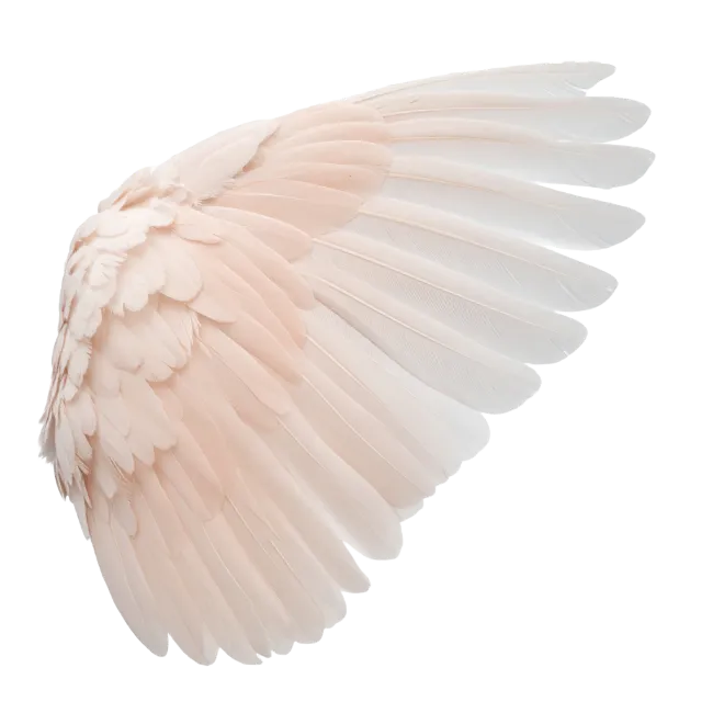 Soft Pink Angel Wing Feather Illustration